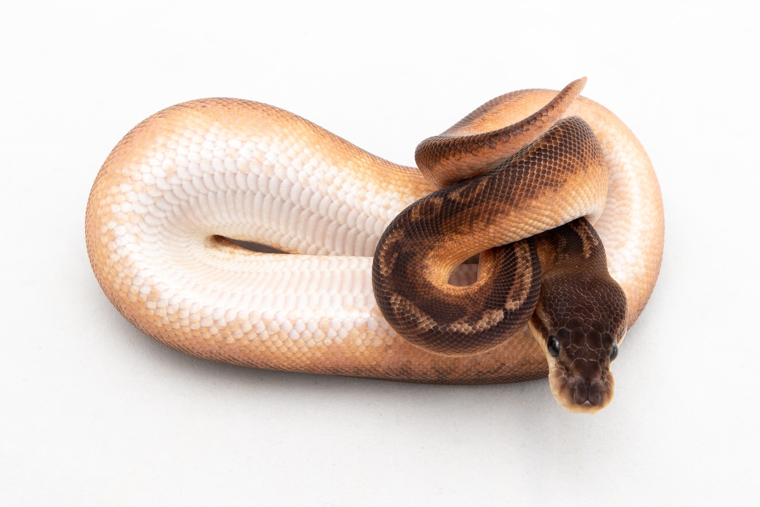 Cinnamon Sunset Ball Python by Triple B - MorphMarket