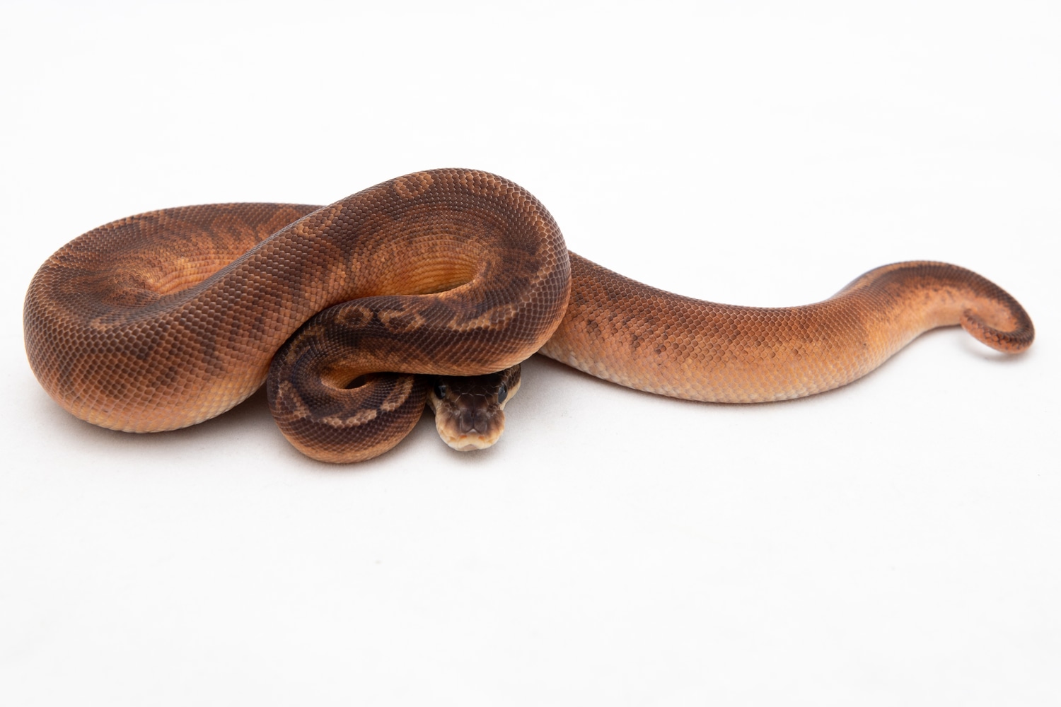 Cinnamon Sunset Ball Python by Triple B - MorphMarket