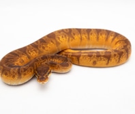 Cinnamon Sunset Ball Python by Triple B - MorphMarket