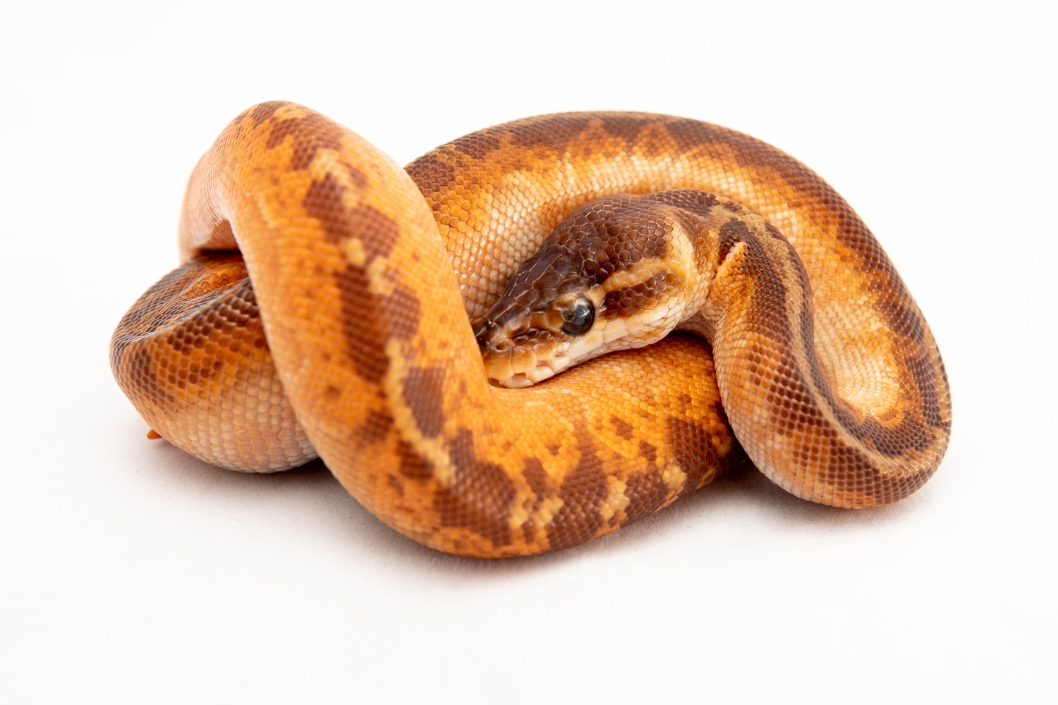 Enchi Cinnamon Sunset Ball Python by Triple B - MorphMarket