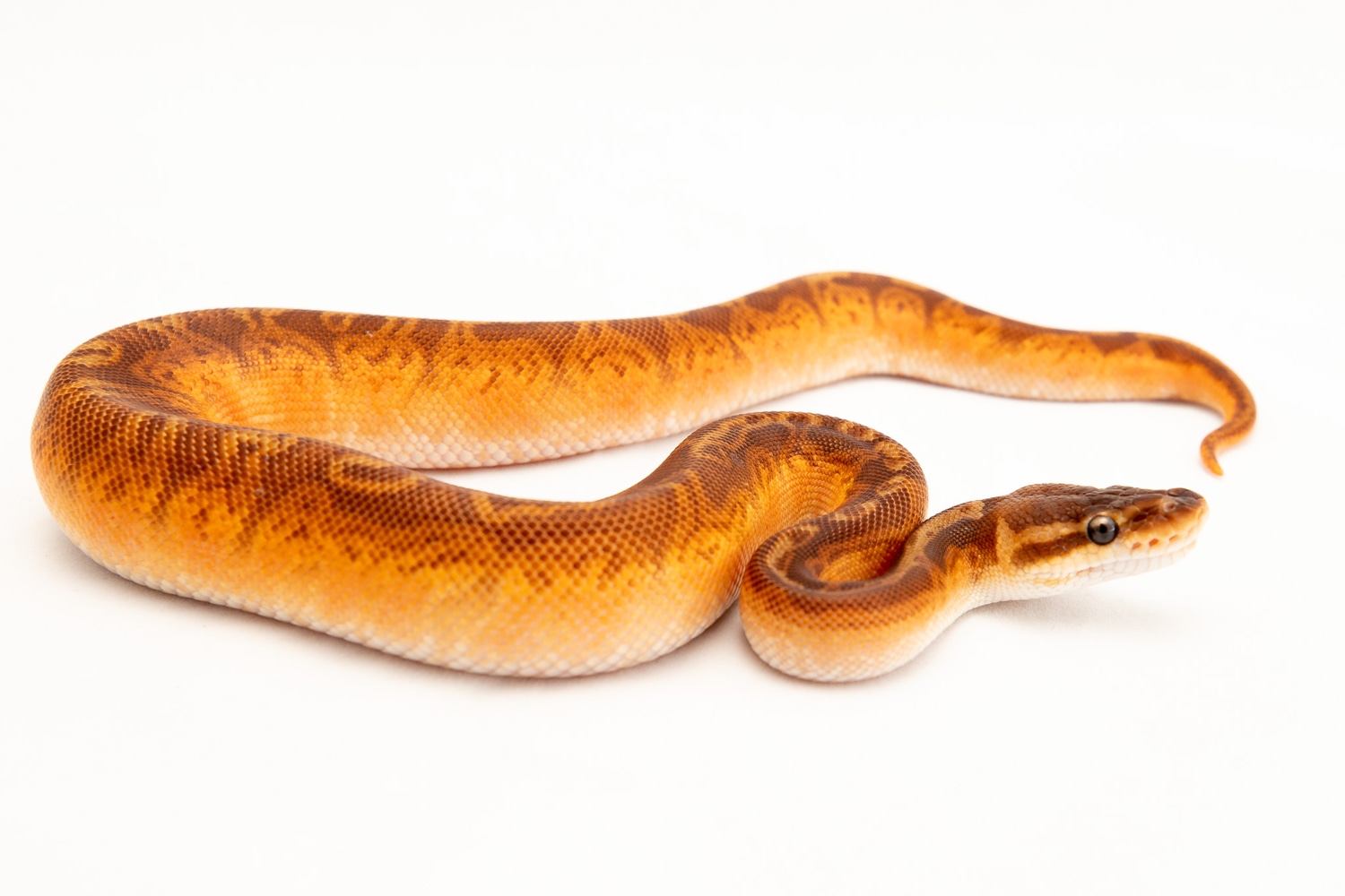 Enchi Cinnamon Sunset Ball Python by Triple B - MorphMarket