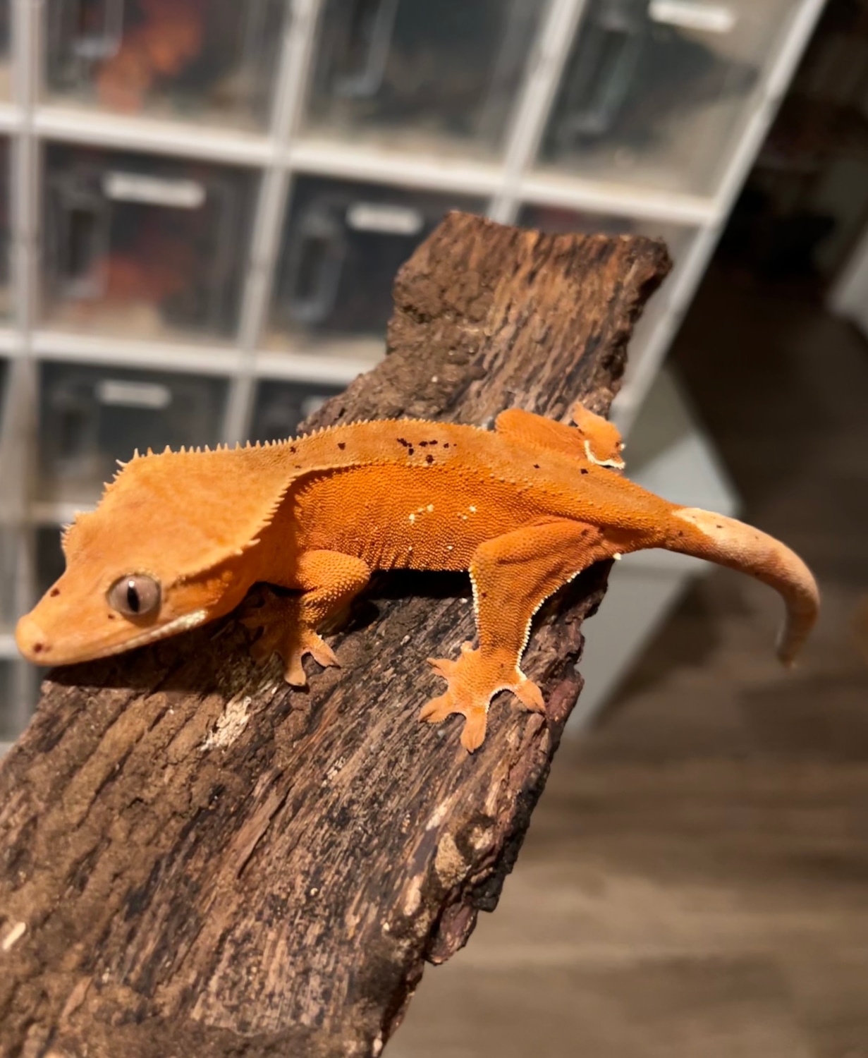 Red Base Confetti Dalmatian Crested Gecko by Global Geckos