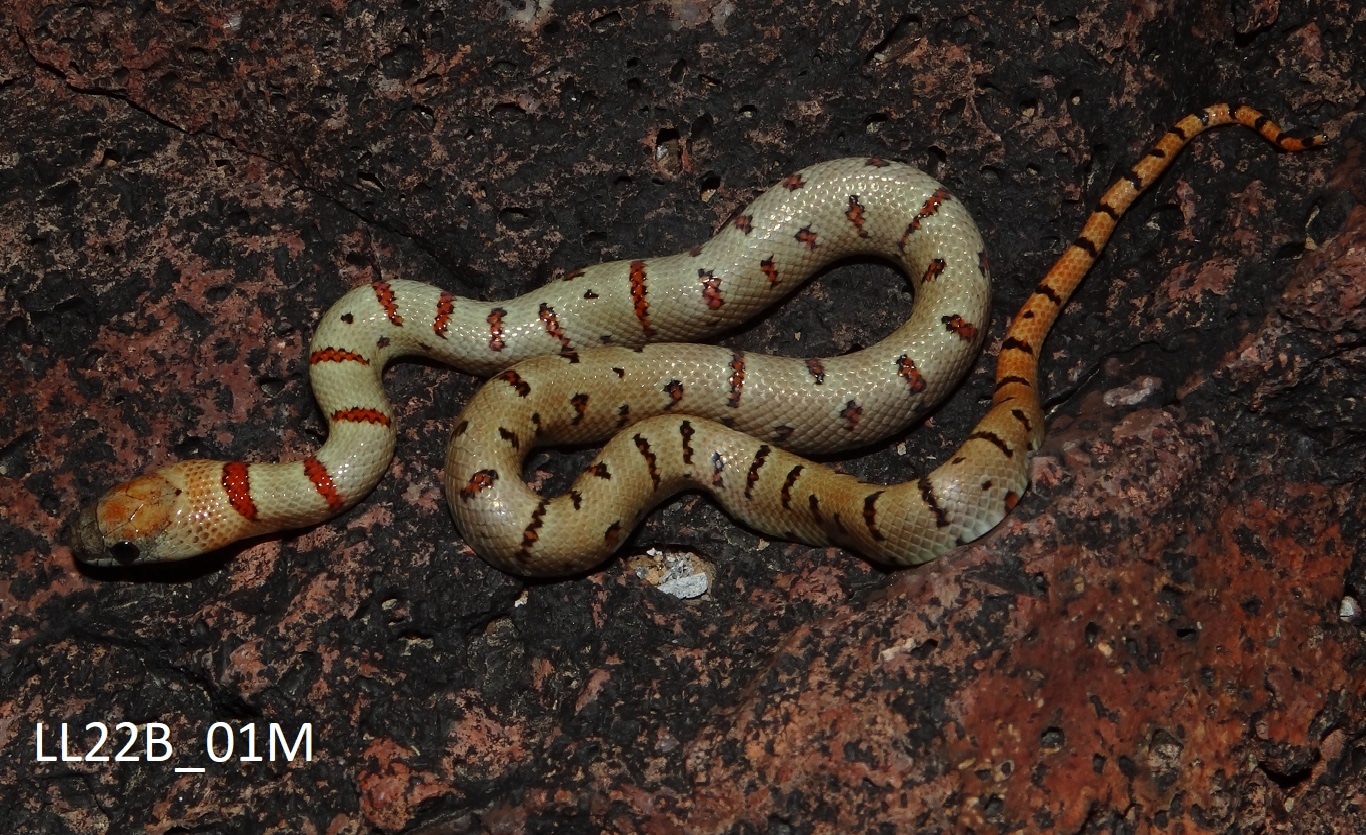 2022 L Leonis (Hansen Stock) Nuevo Leon Kingsnake by Burkhardt Reptiles