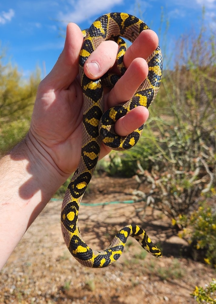 Chinese Mandarin Rat Snake by Burkhardt Reptiles & Invertebrates