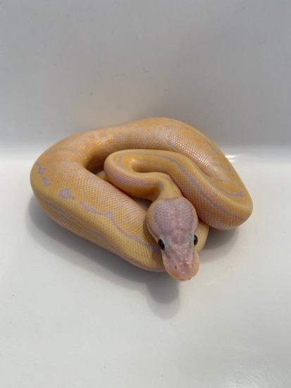 Banana Firing Pin (Pos Pastel?) Ball Python by Triscaleon Reptiles