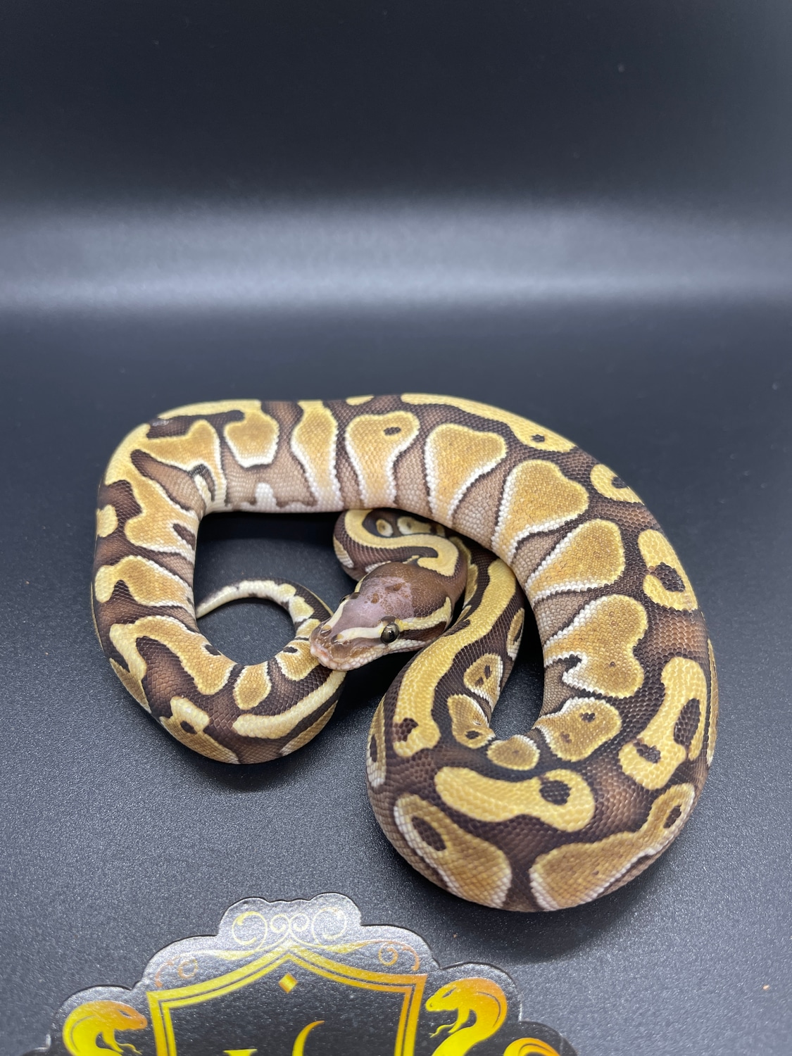 Enchi Lesser Microscale Ball Python by Upscale X-otics - MorphMarket