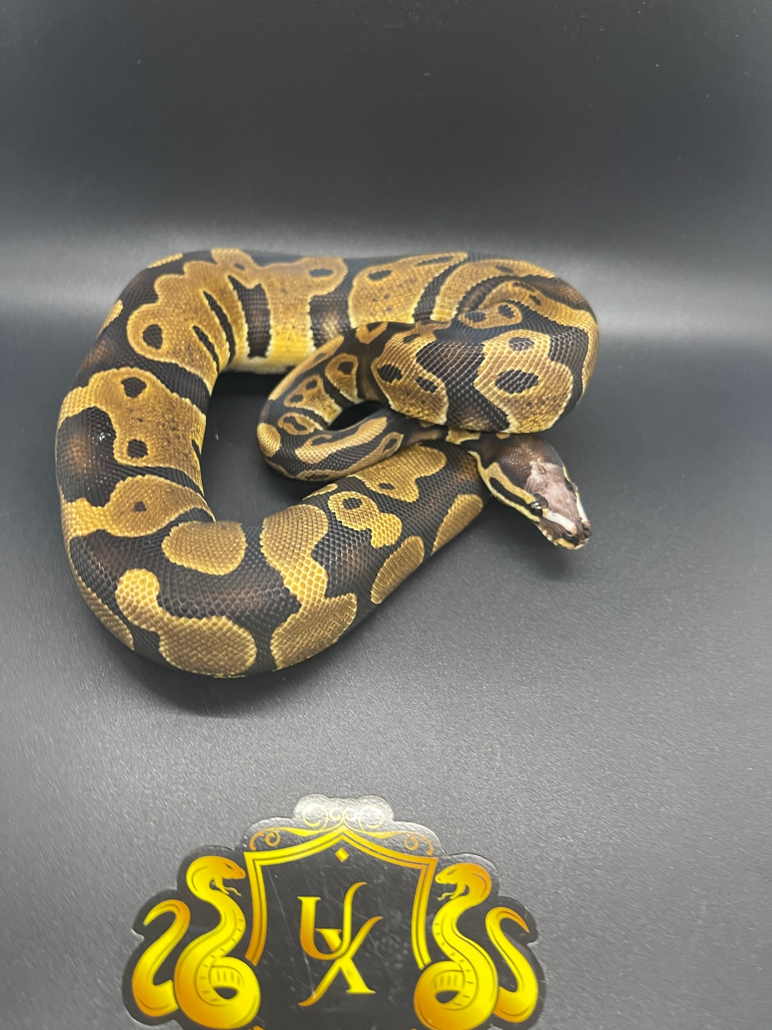Enchi Microscale Ball Python by Upscale X-otics - MorphMarket