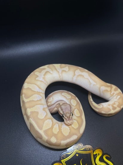 Banana GHI Vanilla Sugar Het Clown Pos Enchi Blade Ball Python by ...