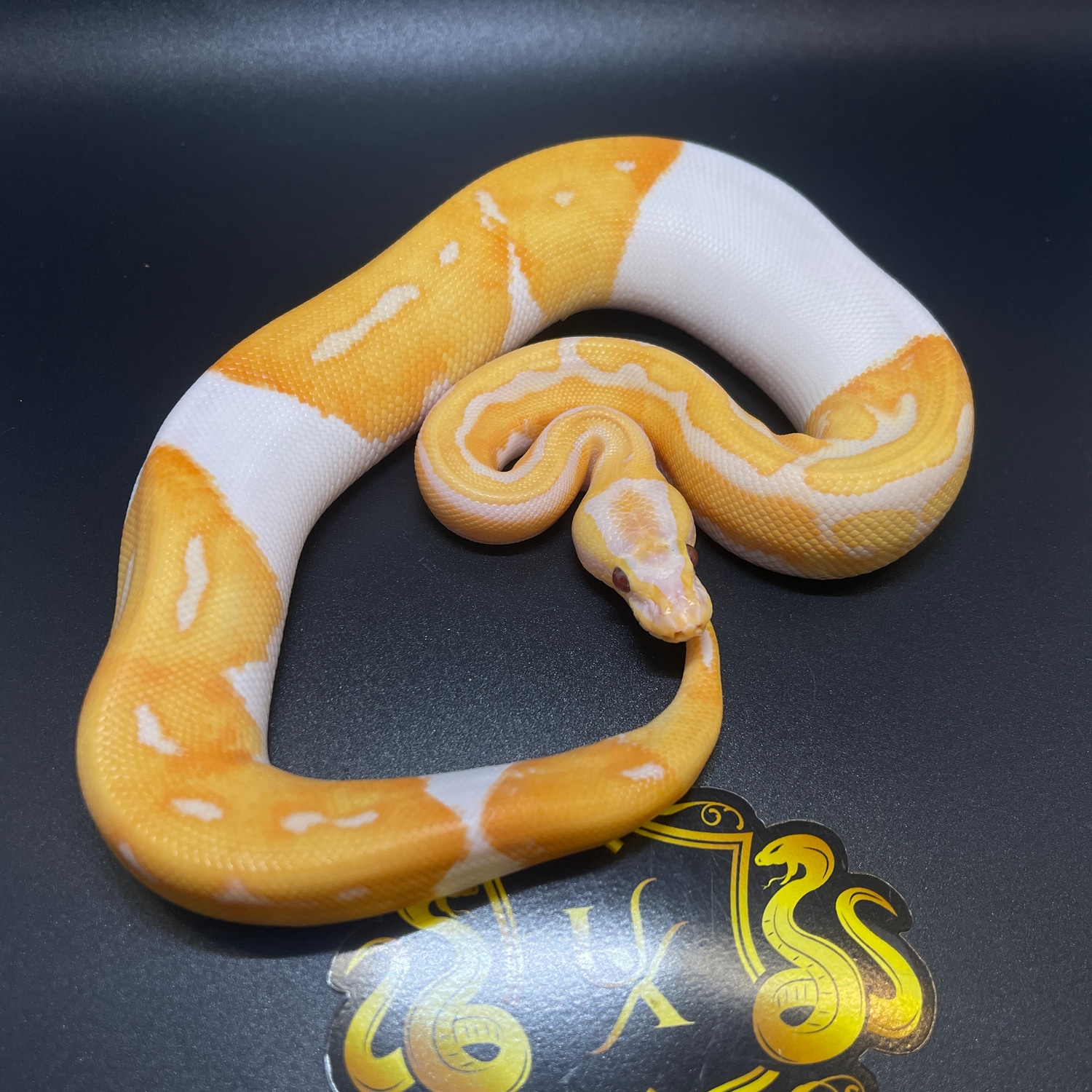 Dreamsicle Ball Python by Upscale X-otics - MorphMarket