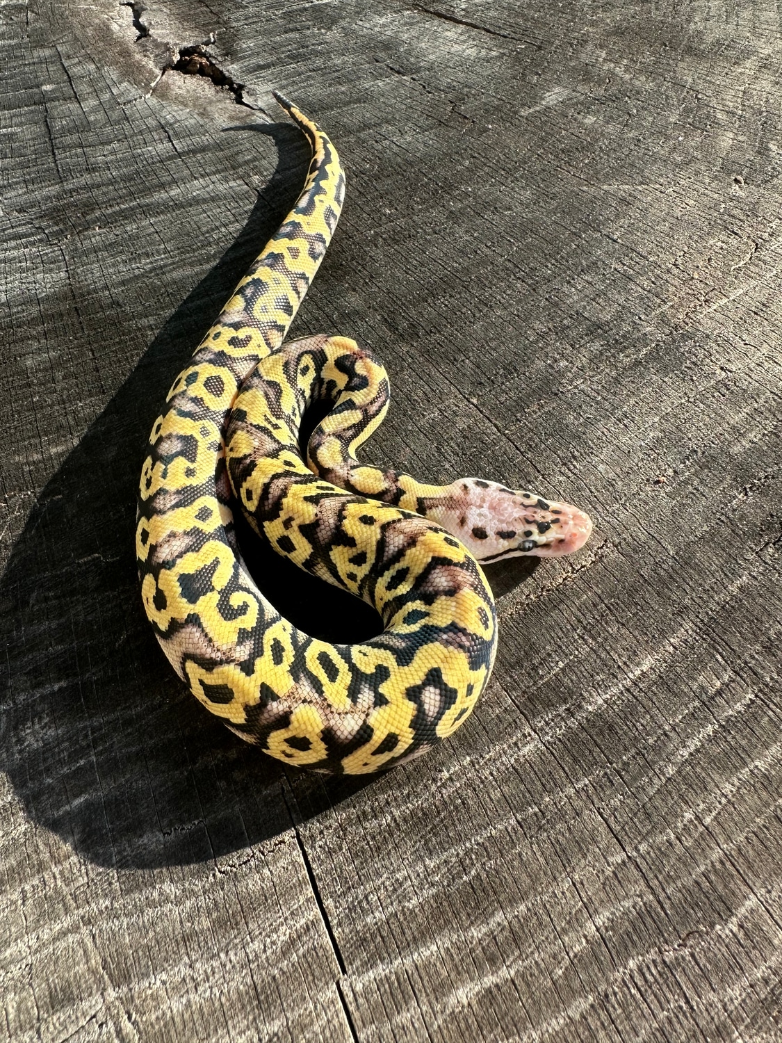 Pastel YB Crypton 66% Het DG Ball Python by Major League Pythons ...