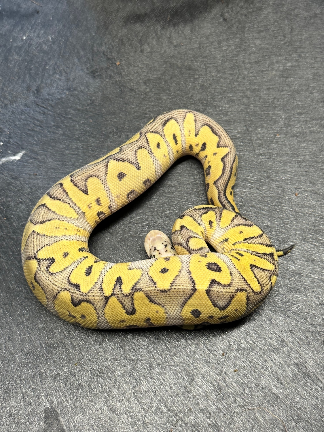 Pastel GHI Clown Ball Python by Major League Pythons MorphMarket