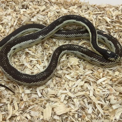【f-arai】KING SNAKE Swamp Hypo Brooks King Snakes for sale | Snakes at Sunset