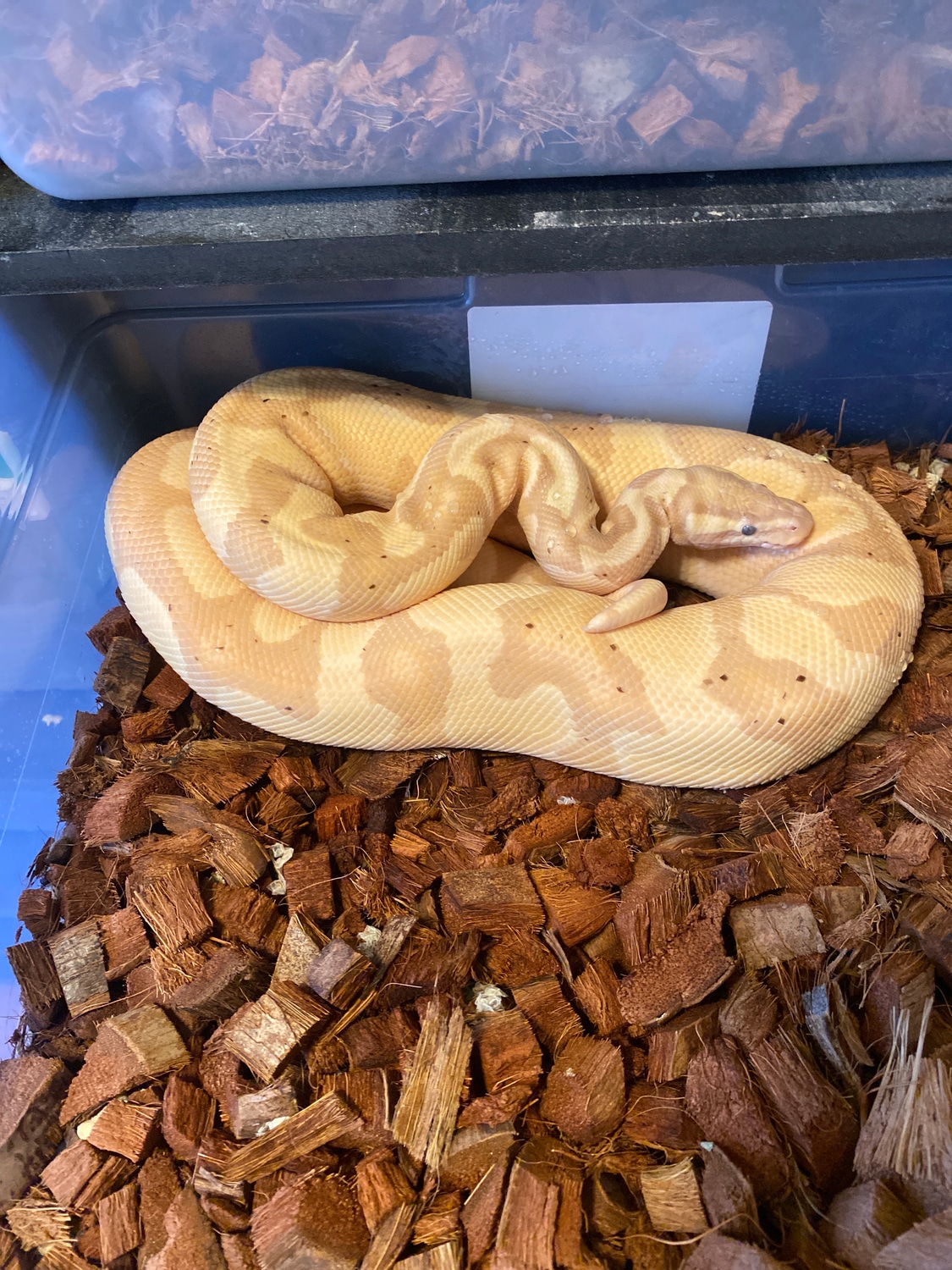 Pastel Banana Enchi Yb Ball Python by Trm Exotics Llc - MorphMarket