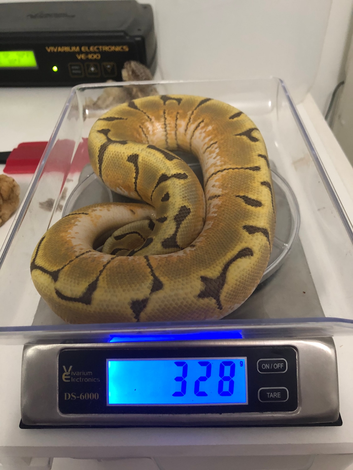 Enchi Spider Ghost Ball Python by The Royal Nest Reptiles - MorphMarket