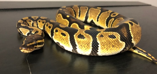 Normal 100% Het Piebald Ball Python by Jenkins