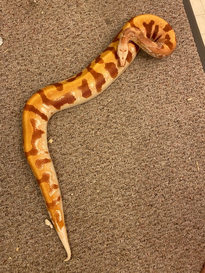 2016 Male Banded T- Albino Blood Python by Jenkins