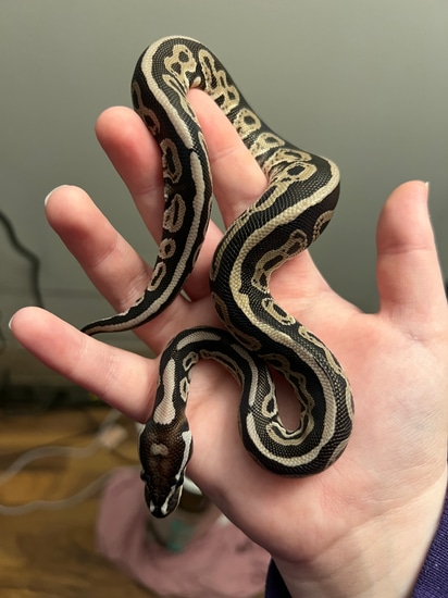 Black Pastel HRA Ball Python by Jenkins