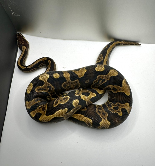 Acid Ghi Ball Python by Grey Rider Reptiles