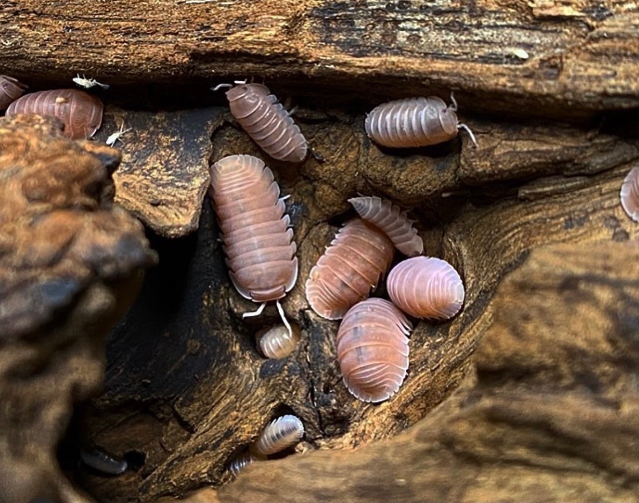 Cubaris Murina "Papaya" Isopods 100ct by Tropical Reptiles & Exotics