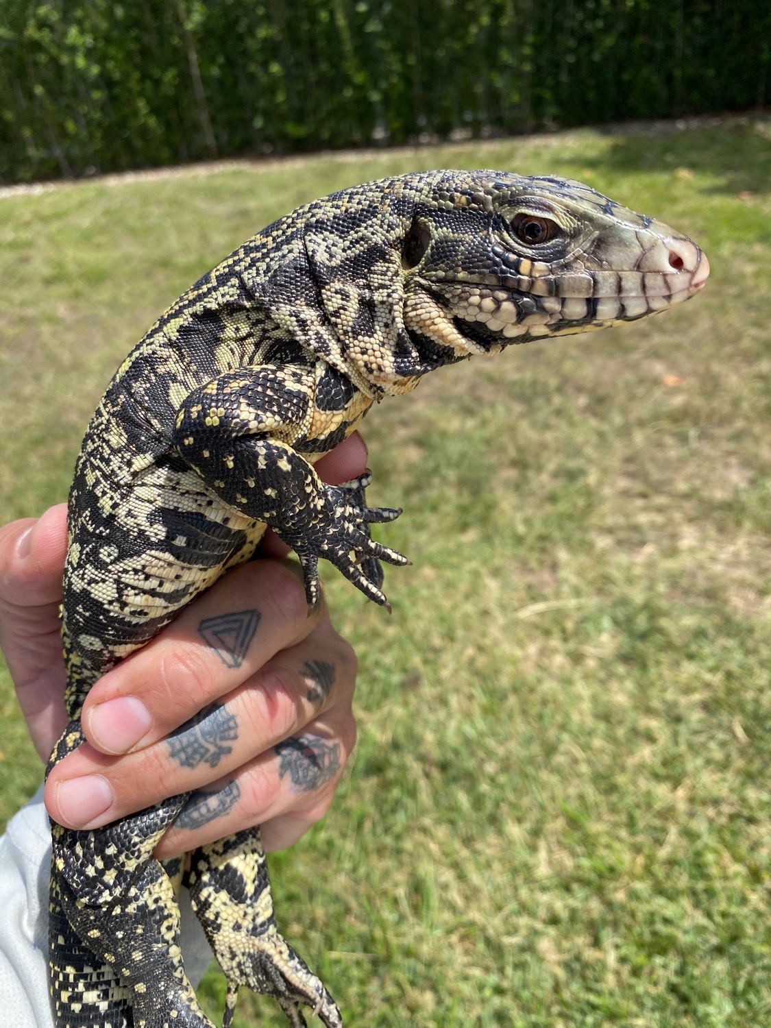 Black & White Tegu Argentine Tegus by Tropical Reptiles & Exotics LLC