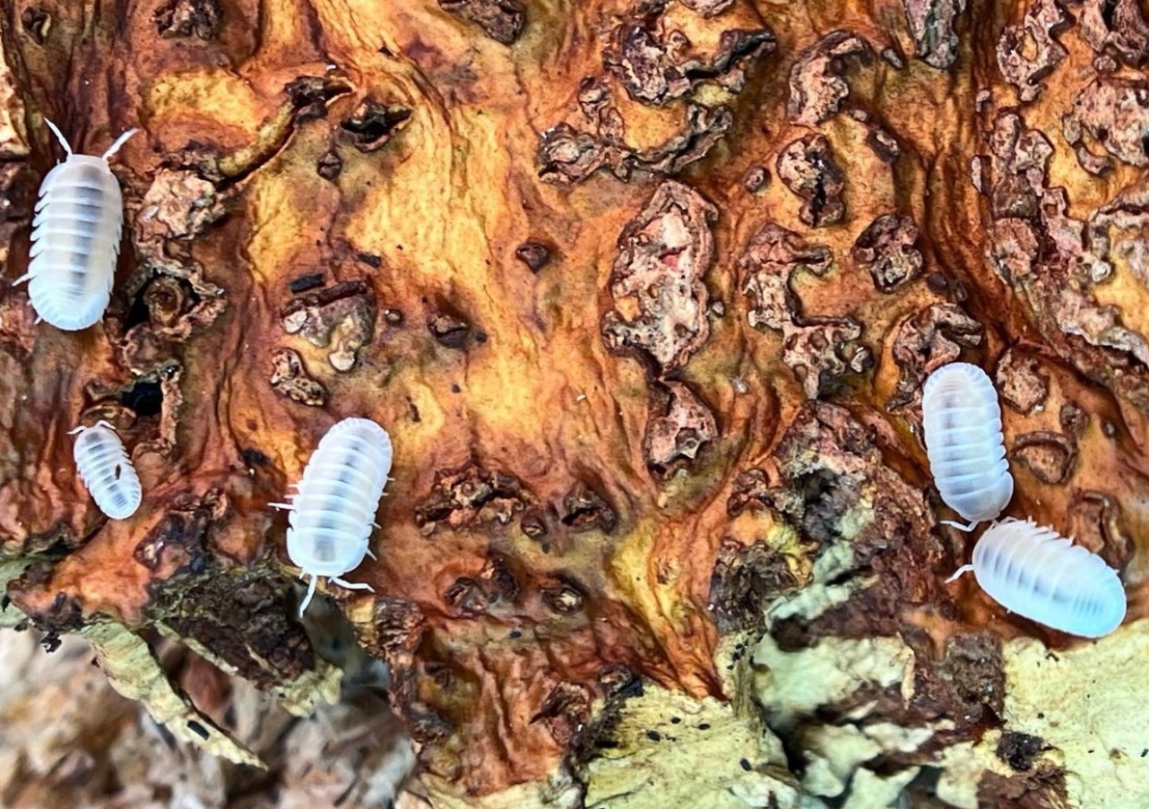 Cubaris Murina 