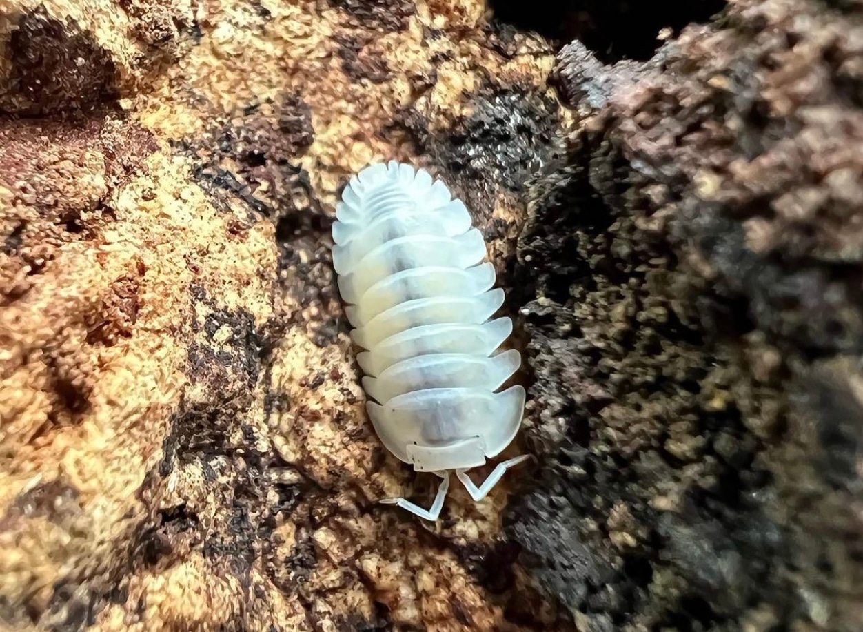 Cubaris Murina 