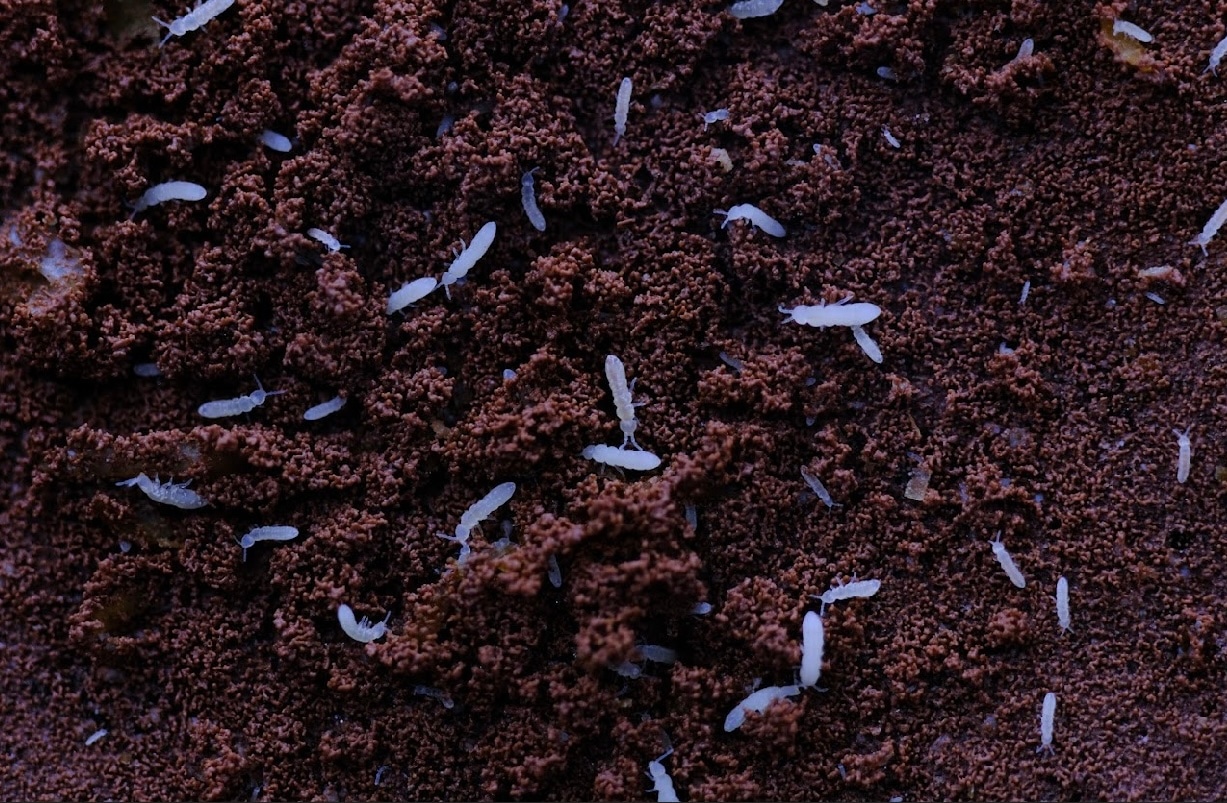 Temperate Springtails Isopod by Tropical Reptiles & Exotics LLC