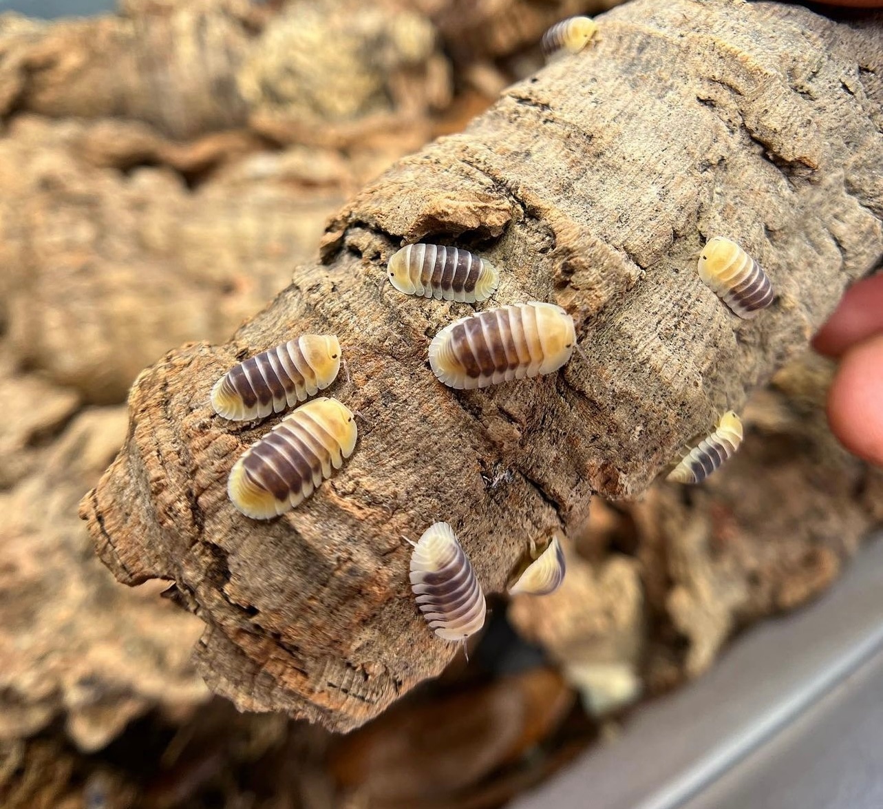 Cubaris Sp. “Jupiter” 12 CT Isopod by Tropical Reptiles & Exotics LLC