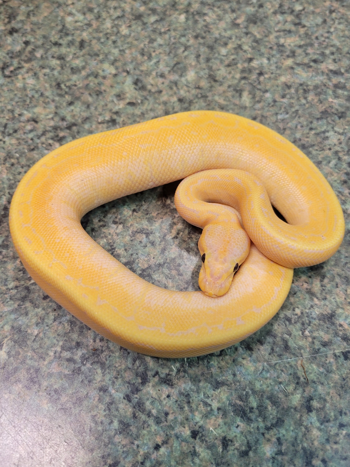 Banana Spinner Ball Python by Troy Elliott Reptiles - MorphMarket