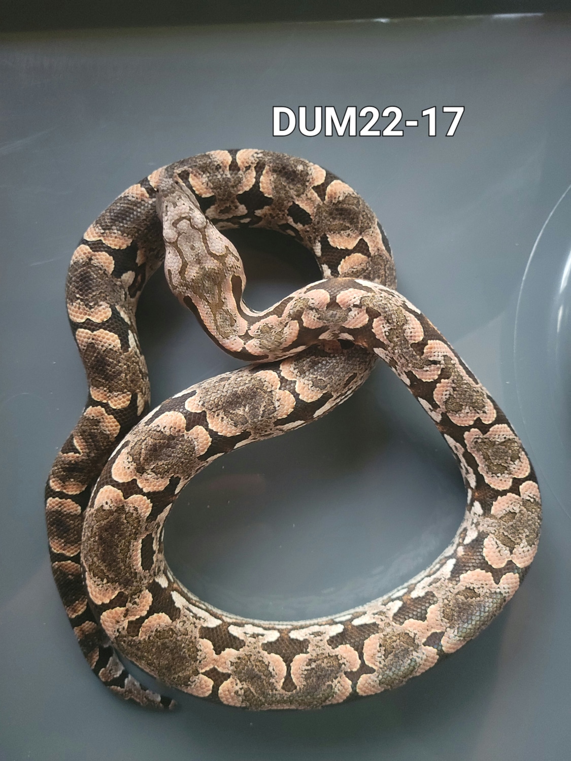 Dumeril's Boa Ground Boa by Troy Elliott Reptiles MorphMarket