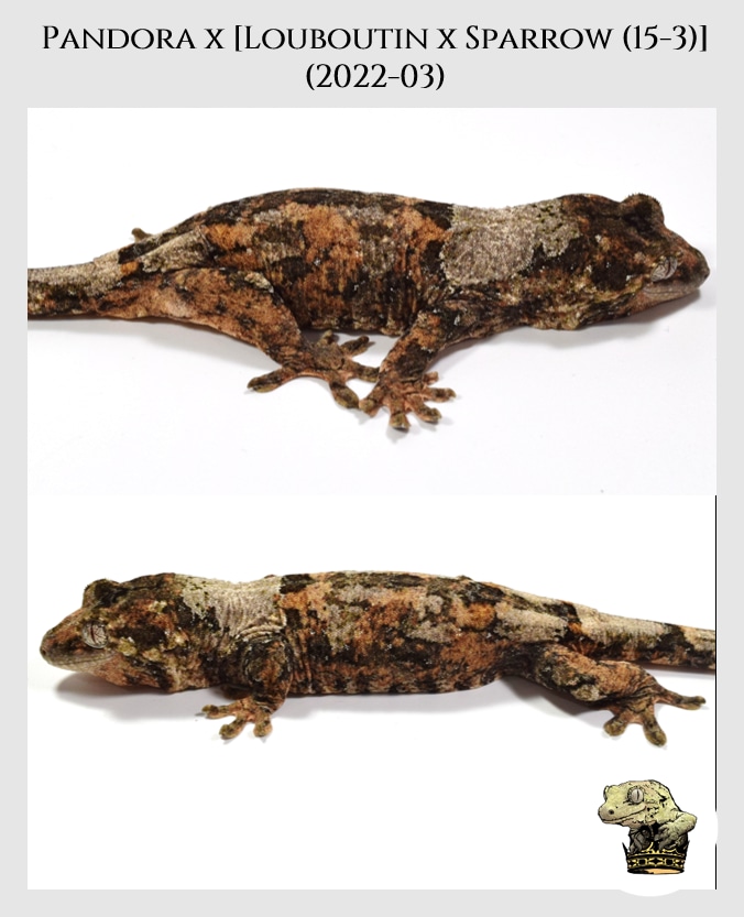 Holdback Release High White & High Color Chahoua Gecko by Troy's