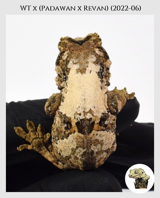 Holdback Release Colorful, Super White Line Chahoua Gecko by Troy's