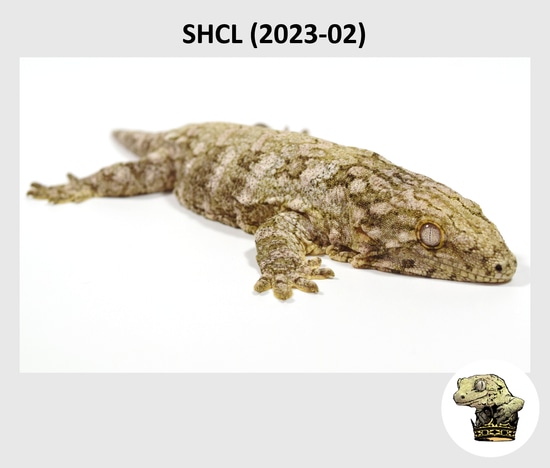 Cow Gecko Lieberman Super High Color Line (SHCL) X Holy Cow Leachianus Gecko by ...