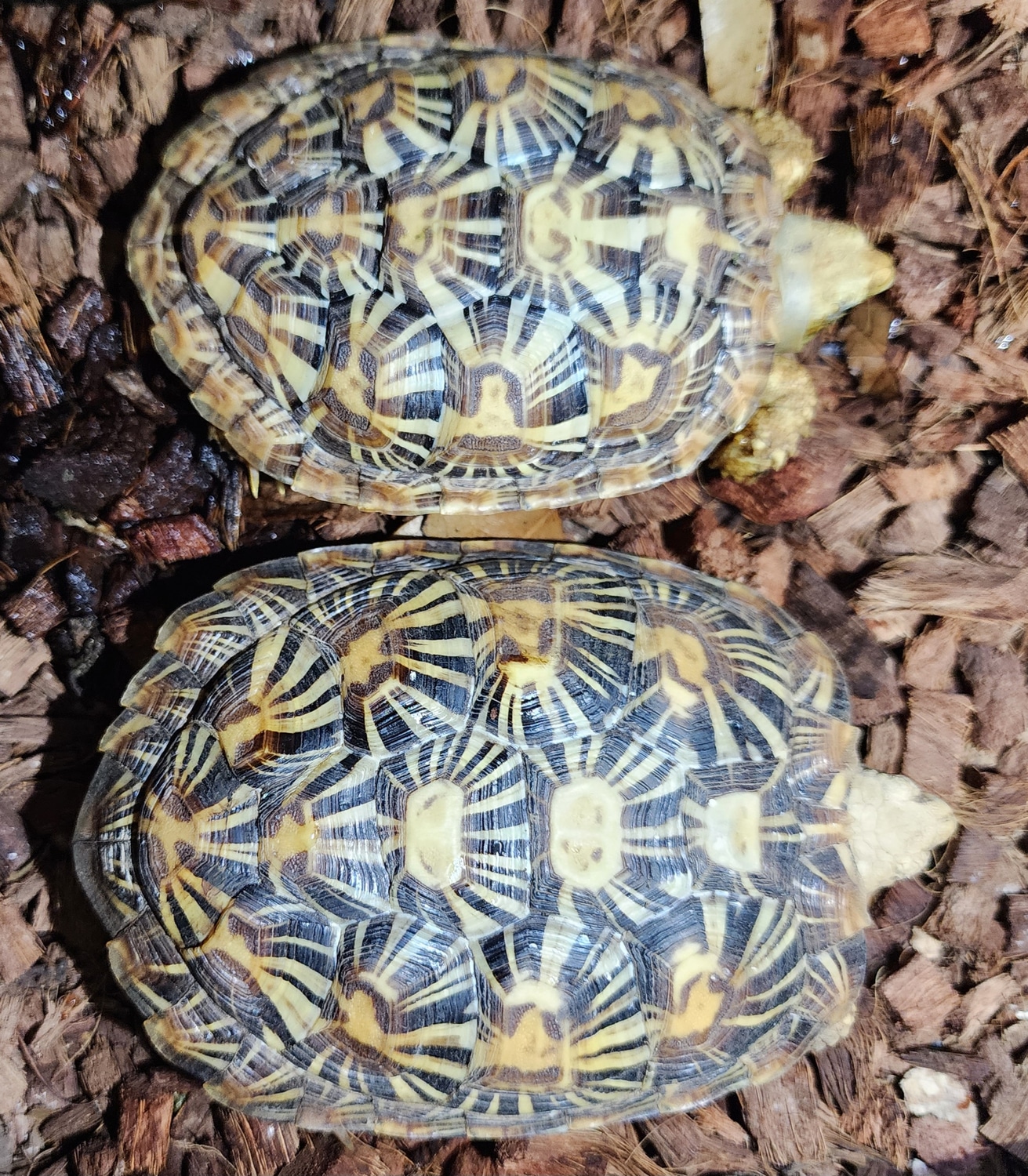 Near Adult Pancakes Pancake Tortoise by Cavern City Constrictors ...