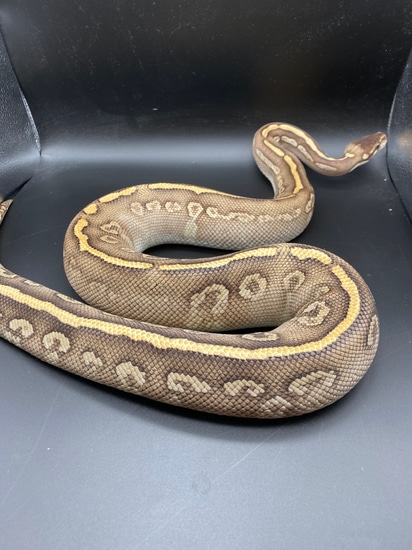 Super Phantom Ball Python by BJ reptiles
