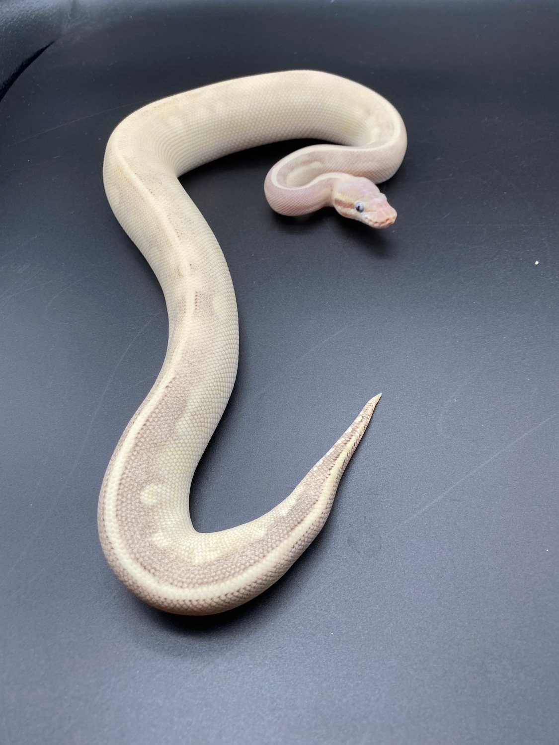 Deep Purple Passion Ball Python by BJ reptiles - MorphMarket