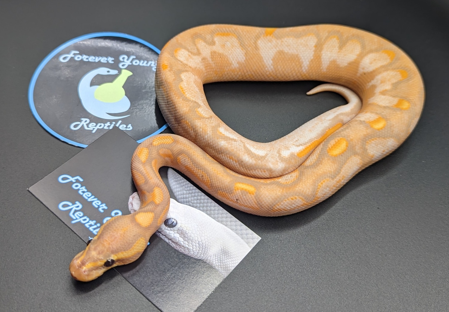 Banana Black Pastel Calico Yellowbelly Ball Python by Forever Young ...