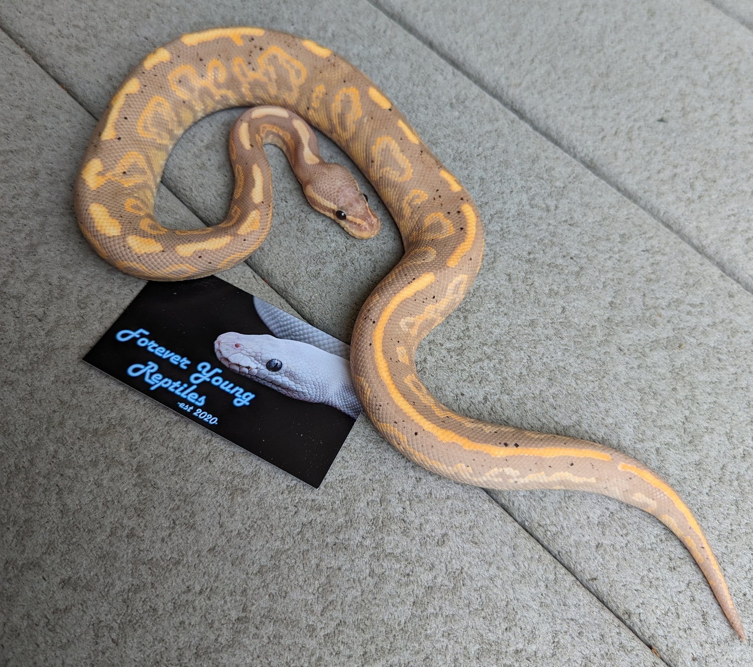 Banana Black Pastel Yellowbelly Ball Python by Forever Young Reptiles ...