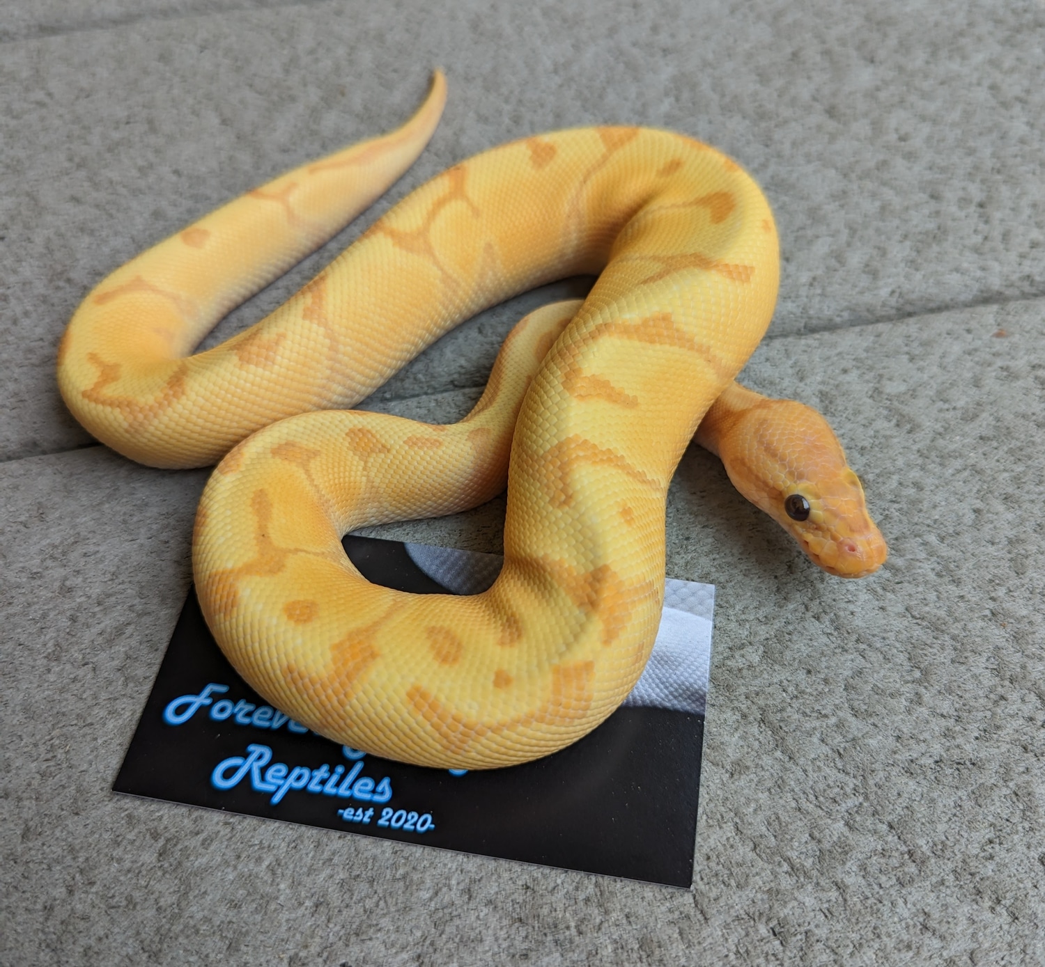Banana Enchi Pinstripe Ball Python by Forever Young Reptiles MorphMarket