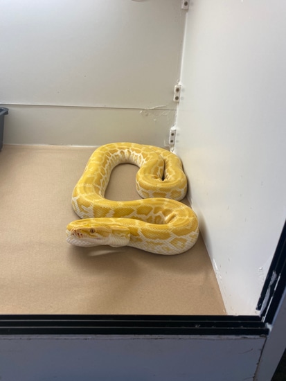 Pearl Het Labyrinth Burmese Python by TS ball pythons