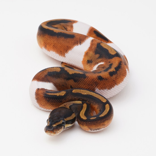 Huffen Ball Python Huffman Pied Ball Python by Best Dressed Balls