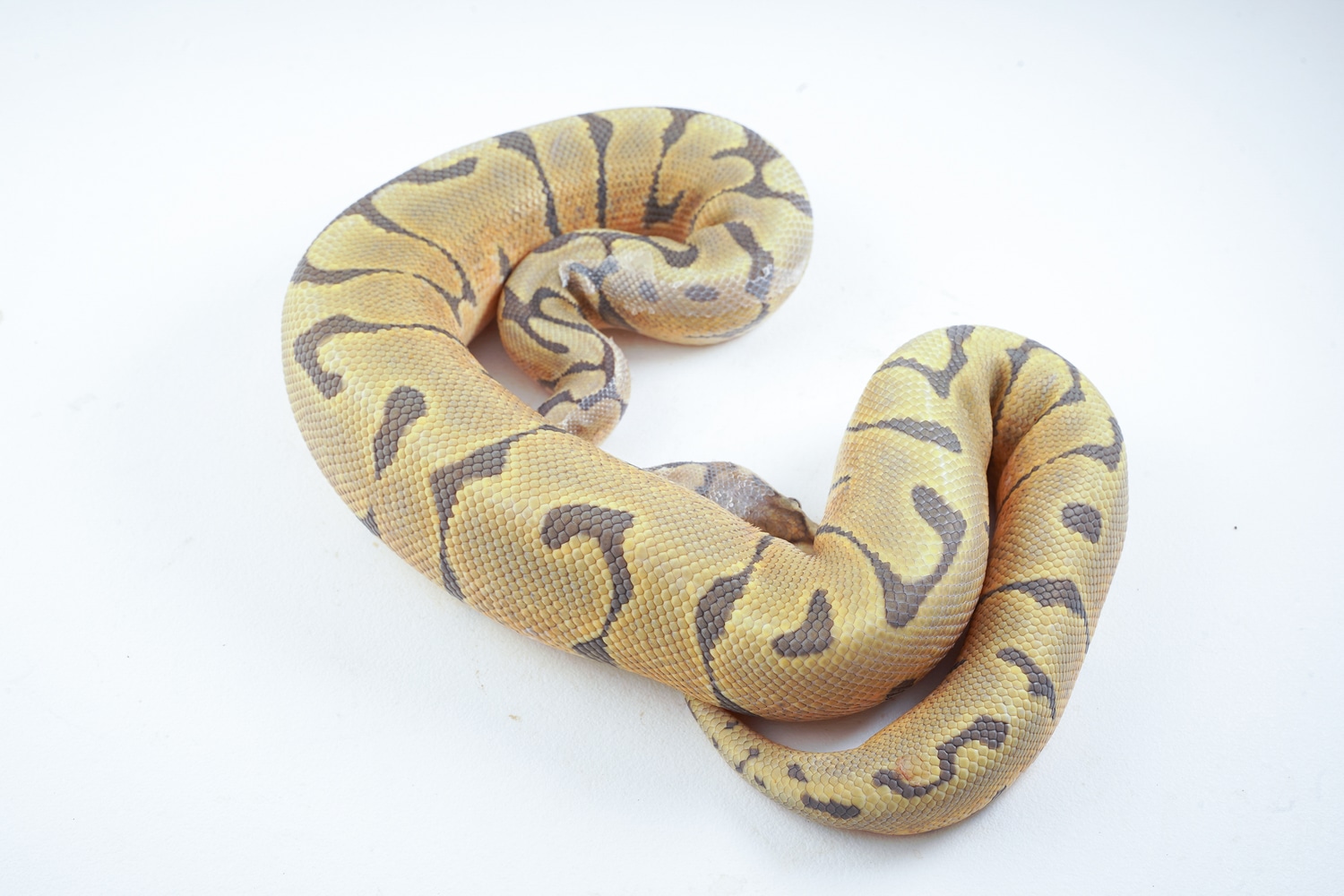 Spider Yellowbeally Or Gravel Ball Python by Best Dressed Balls MorphMarket