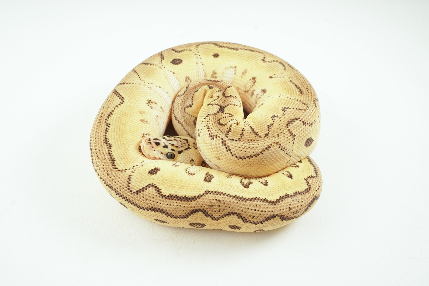 Pastel Russo Clown Ball Python by Best Dressed Balls MorphMarket