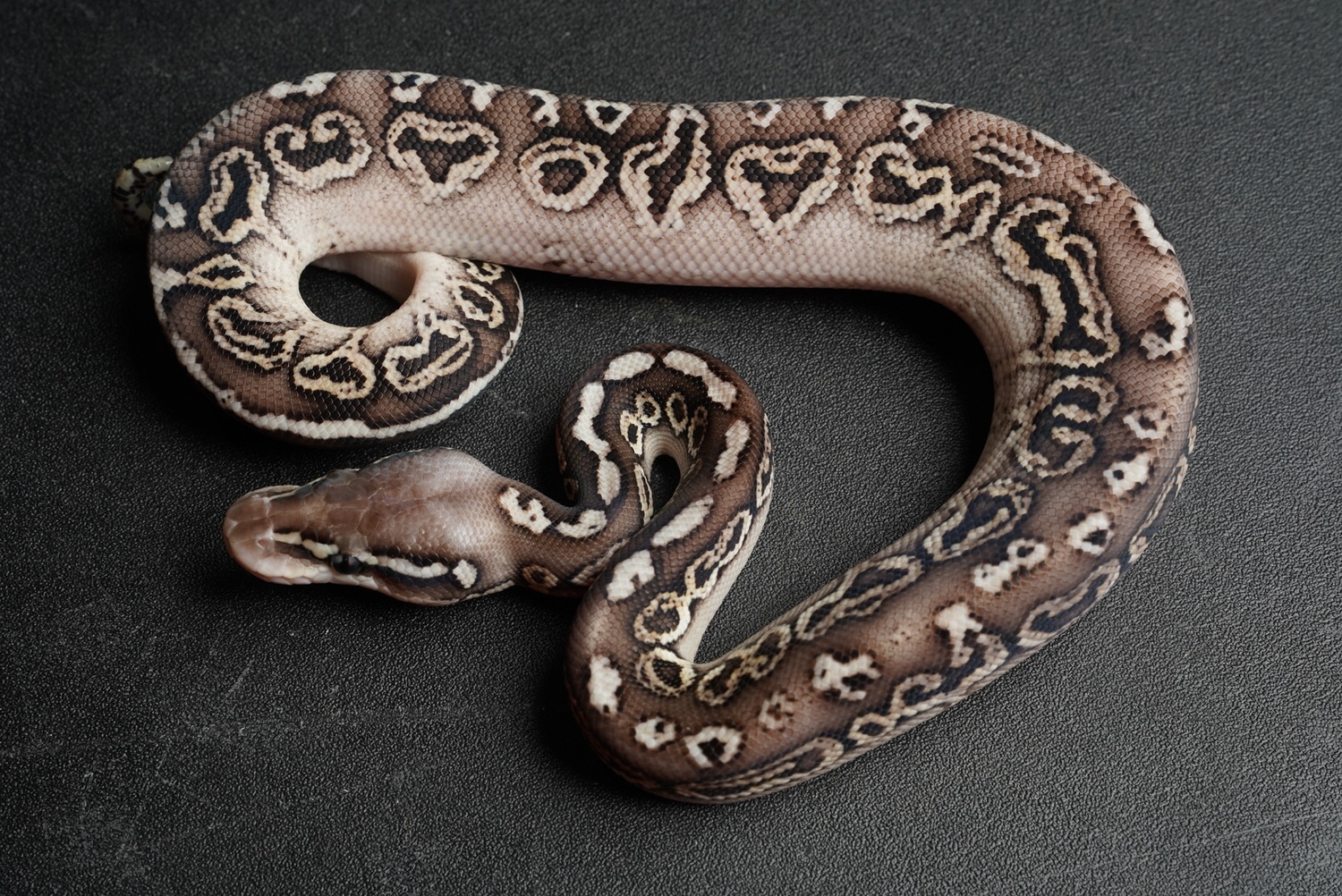Black Pewter Hurricane 100% Het Clown Ball Python by Best Dressed Balls ...