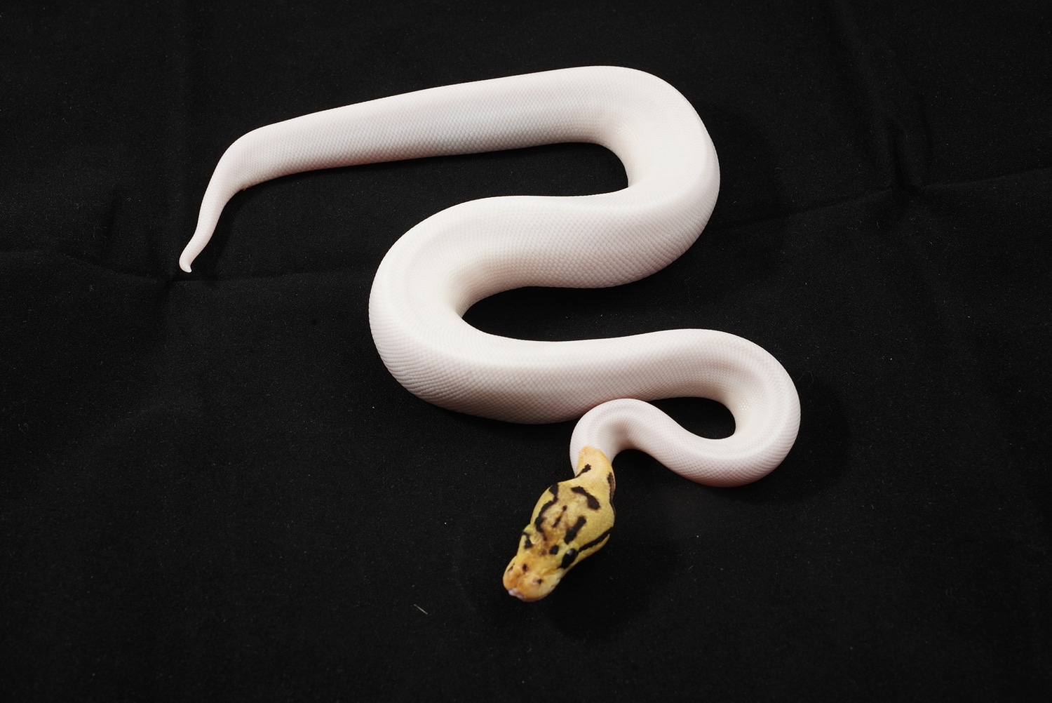 Spider Pied Ball Python by Best Dressed Balls MorphMarket