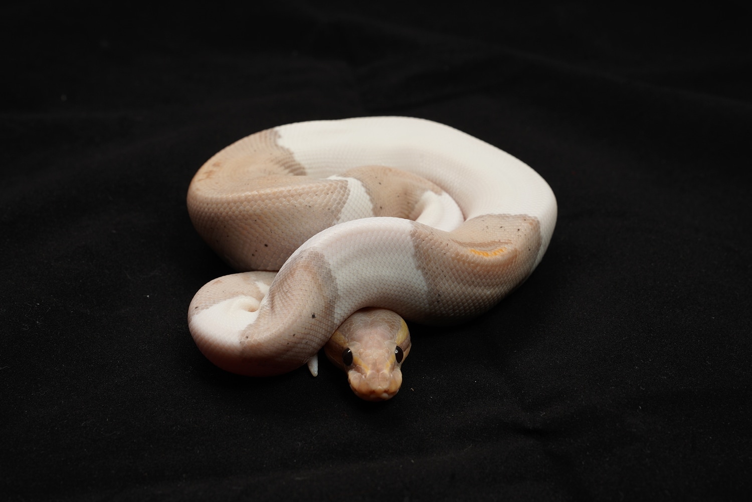 Banana Black Pastel Pied Ball Python by Best Dressed Balls MorphMarket