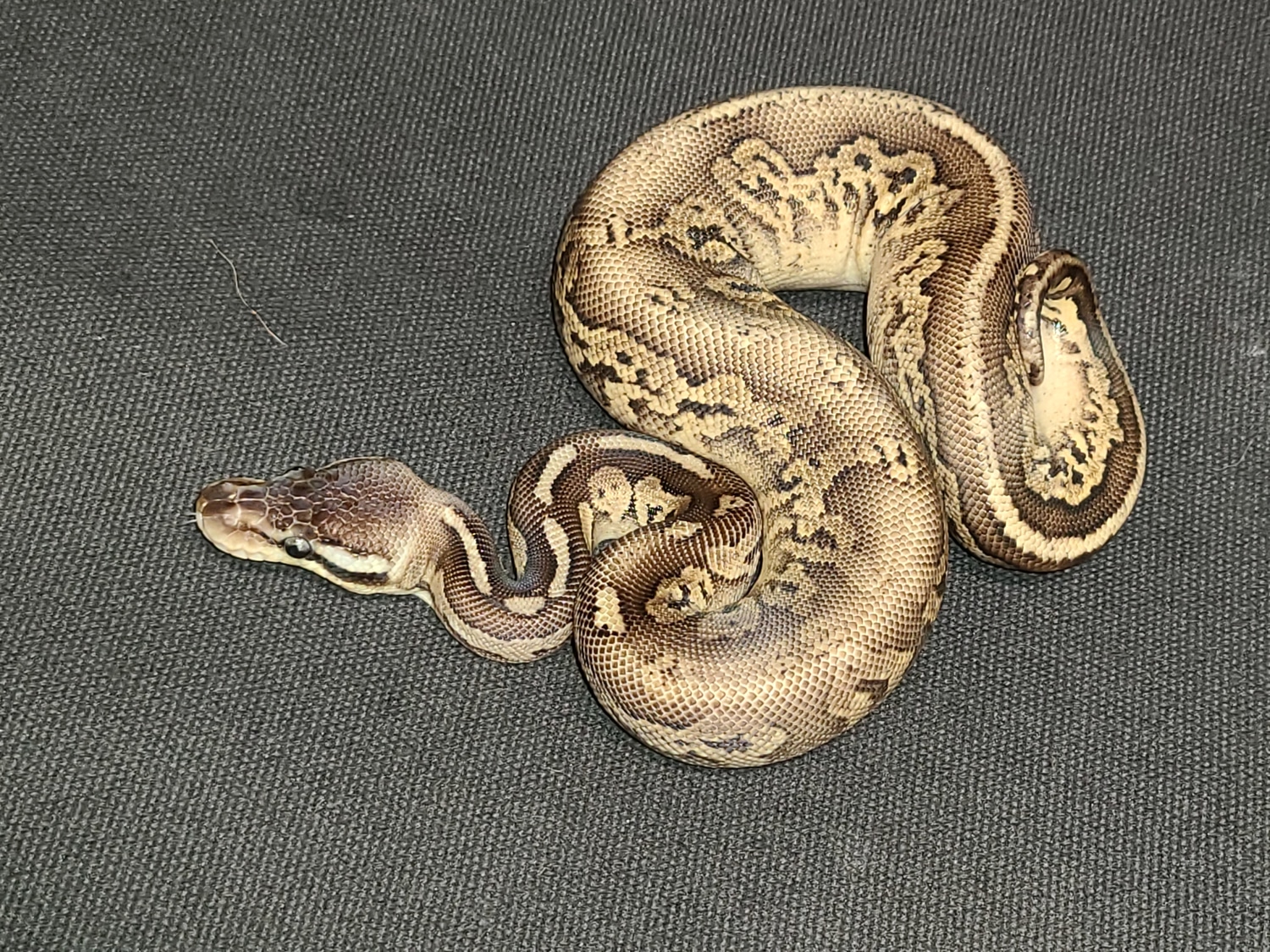 Black Pewter Het Pied Ball Python by Best Dressed Balls MorphMarket