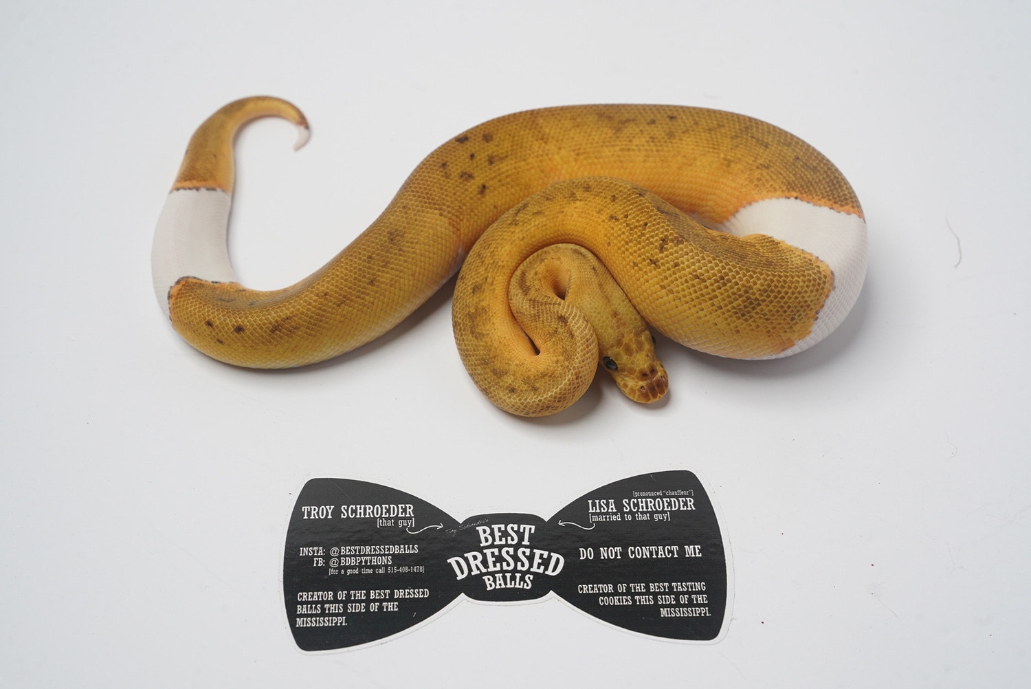 Enchi Pinstripe Pastel Clown Pied Ball Python by Best Dressed Balls MorphMarket