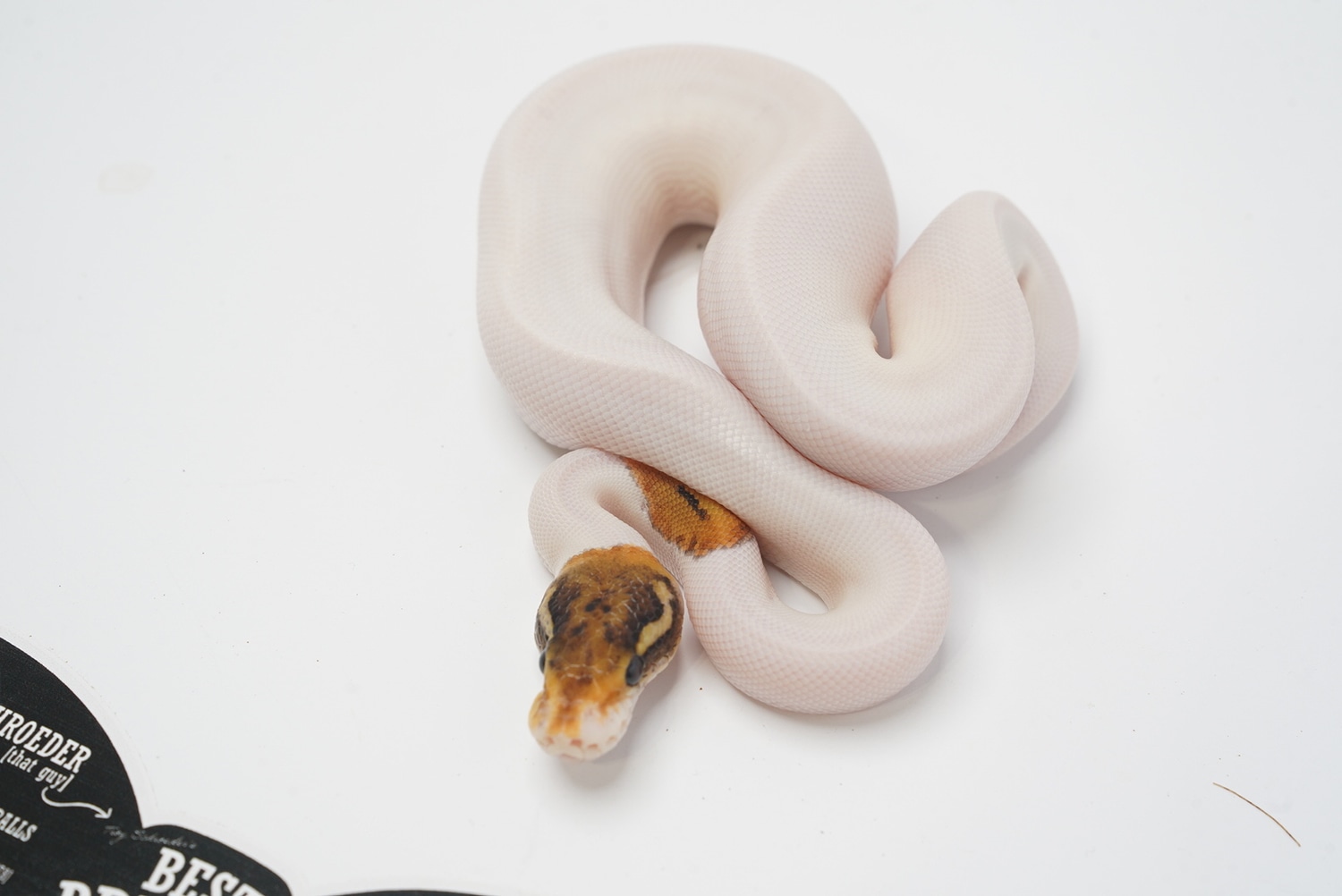 Special Pied Ball Python by Best Dressed Balls MorphMarket