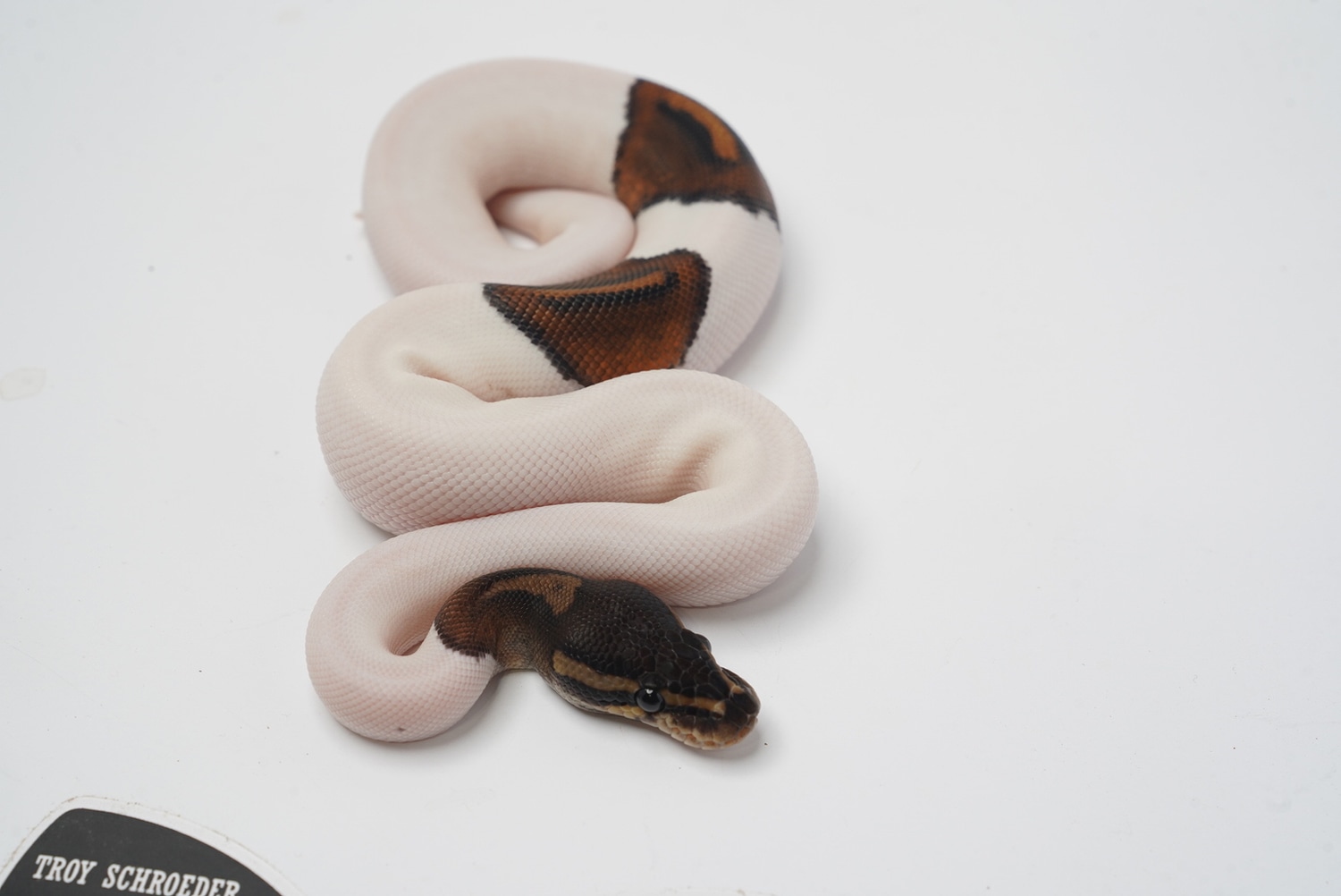 Black Pastel Pied Ball Python by Best Dressed Balls - MorphMarket